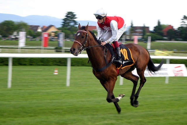 a horse racing with jockey on grass. The Jockey is wearing red and white, the horse is a bay
