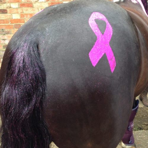 Geldings can wear pink! Equidivine products displayed