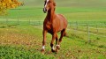 Equine Digestive System 10 Interesting Facts