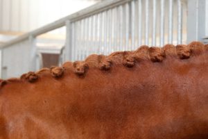 Plaiting Tips with Loraie Homer