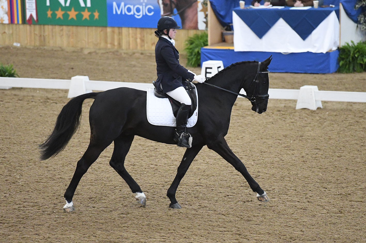 Sandro's Storm Novice Restricted Champion, ridden by Hannah Bown-small