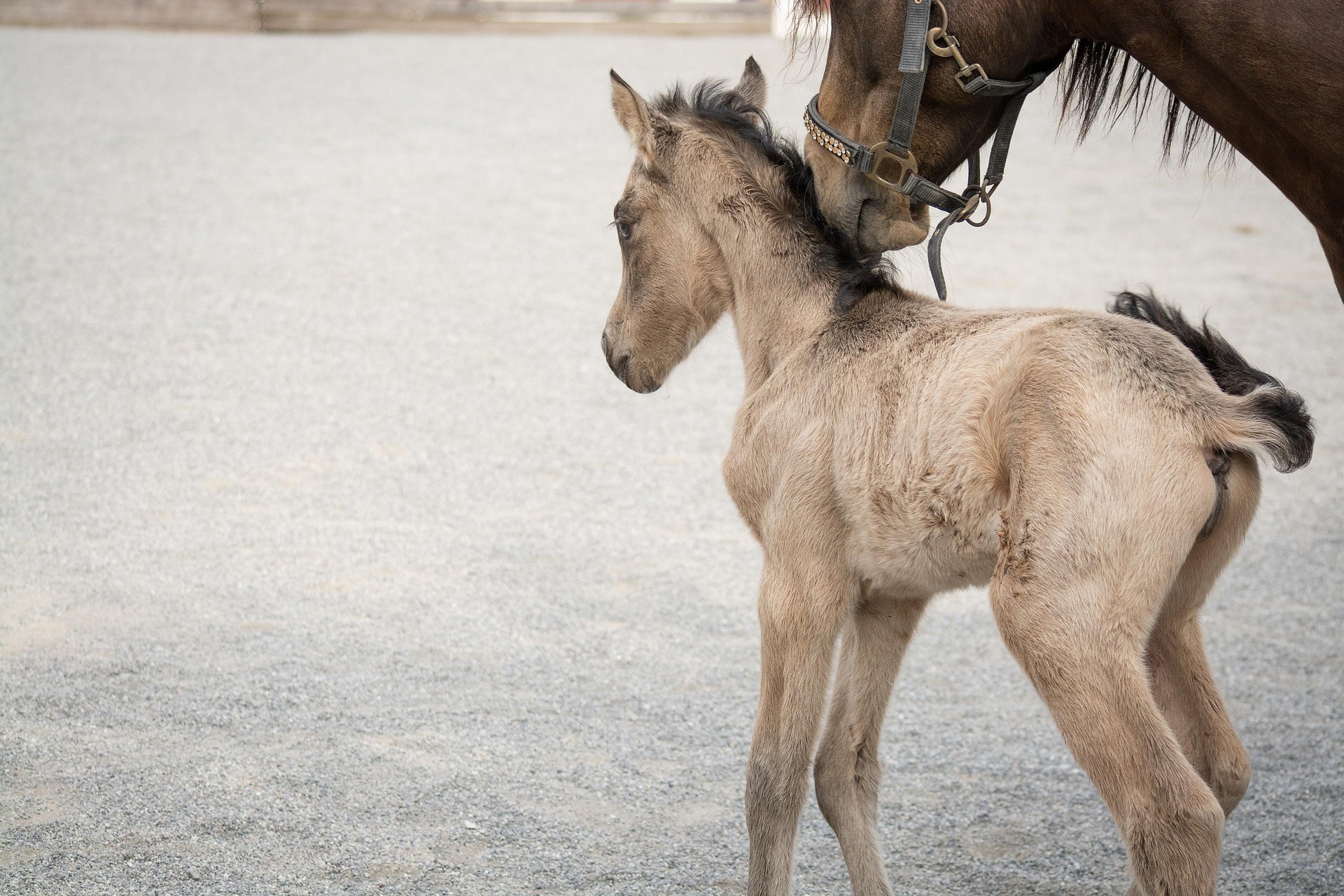 a newborn foal