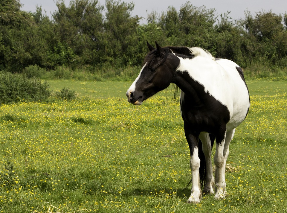 Fat Horse ? Obesity Management in Horses and Ponies