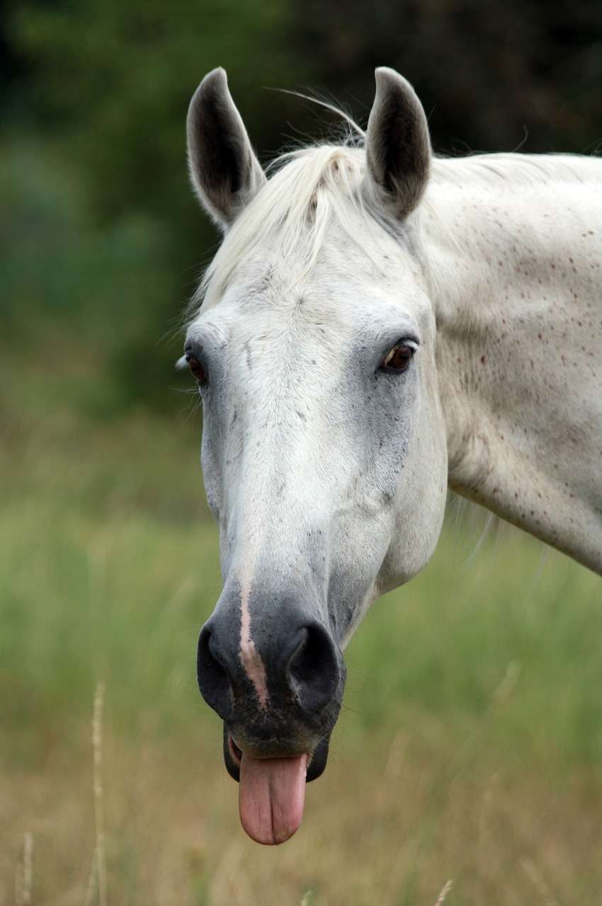 what personality is your horse?