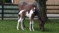 A Mare and foal in a field