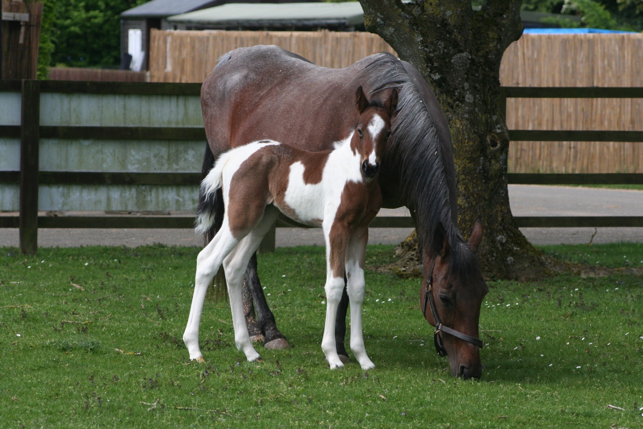A Mare and foal in a field