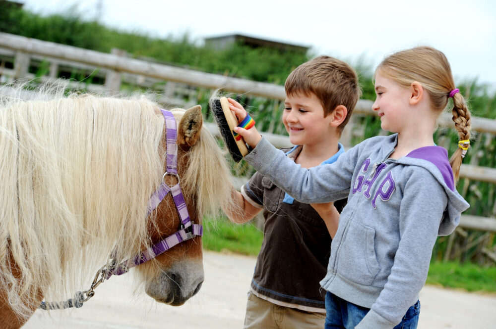 Bransby Horses Rescue and Welfare