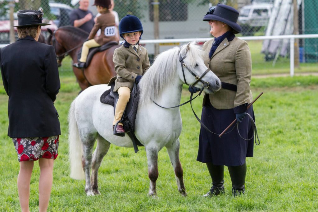 World Horse Welfare Bandit at the Royal Norfolk Show