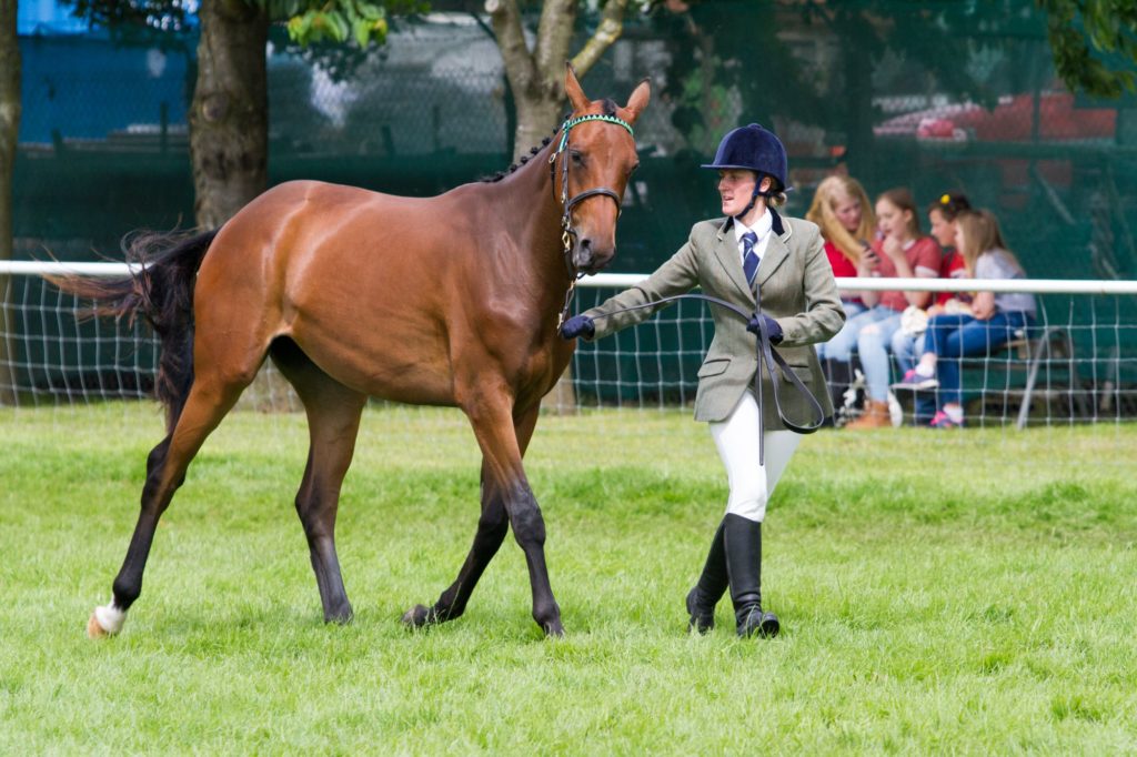 World Horse Welfare Hamgrove Chrystal - 1st in-hand under 4 yrs