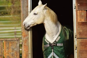 top 20 excuses not to ride your horse