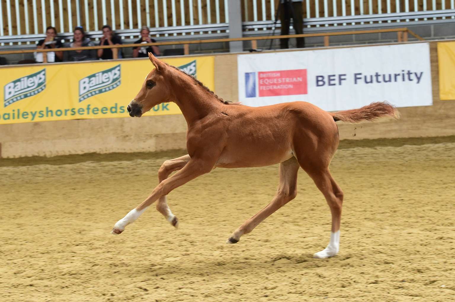 BEF Futurity - Filly goal Florouche JT attained an elite premium in 2015. Credit Kevin Sparrow