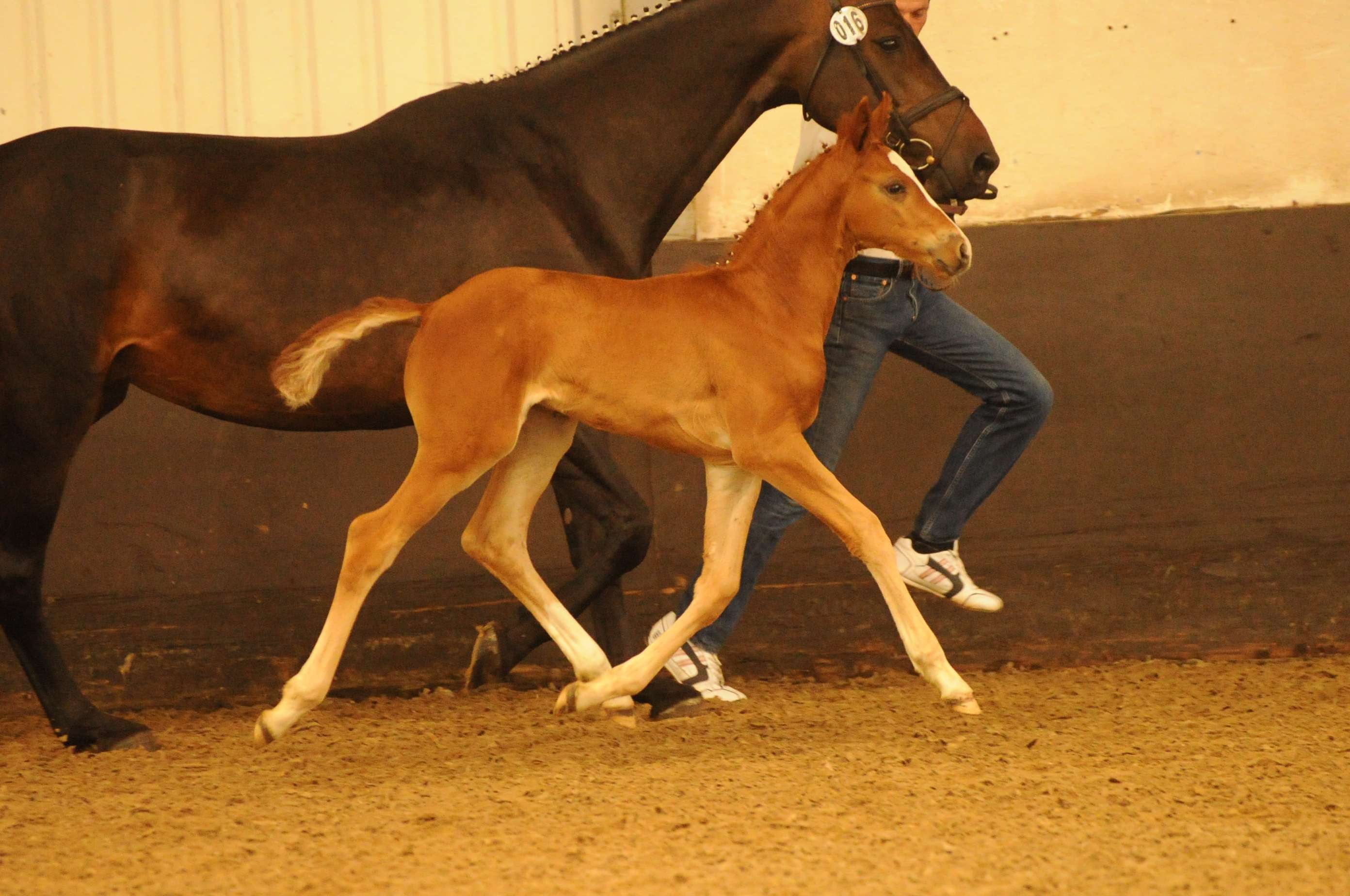 Great British Mare and Foal Show Woodlander Wild Child, the highest-scoring dressage foal to date. Image credit Kevin Sparrow