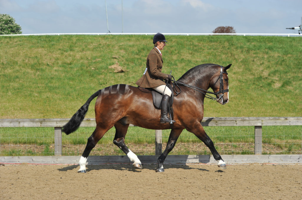 Winter Showing Tips with Jayne Ross