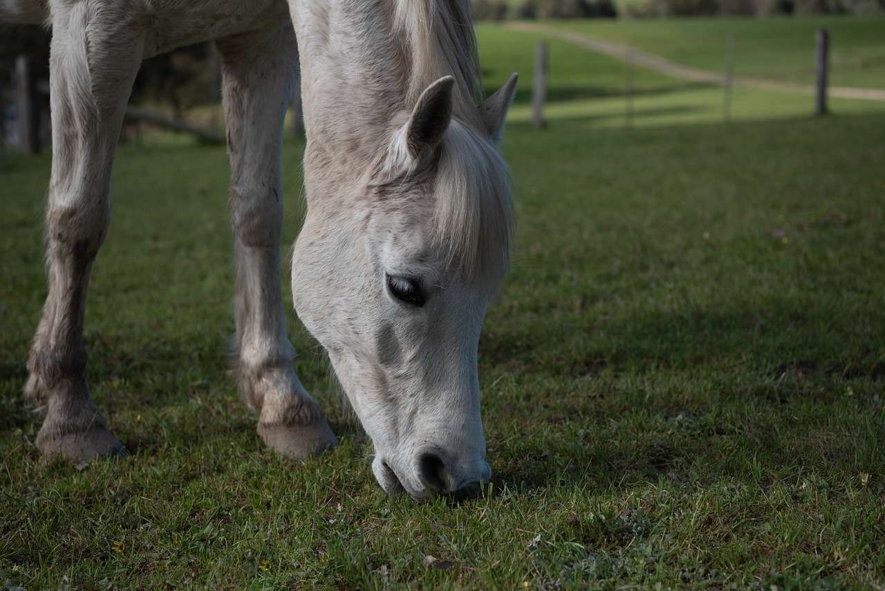 What is Equine Gastric Ulcer Syndrome?