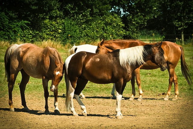 A third of UK horses are lame reveals horse survey