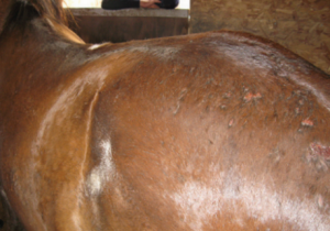 Rain Scald Prevention and Treatment - Everything Horse Magazine