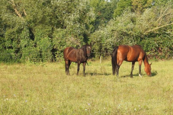 Worming Horses: Advice from an Expert