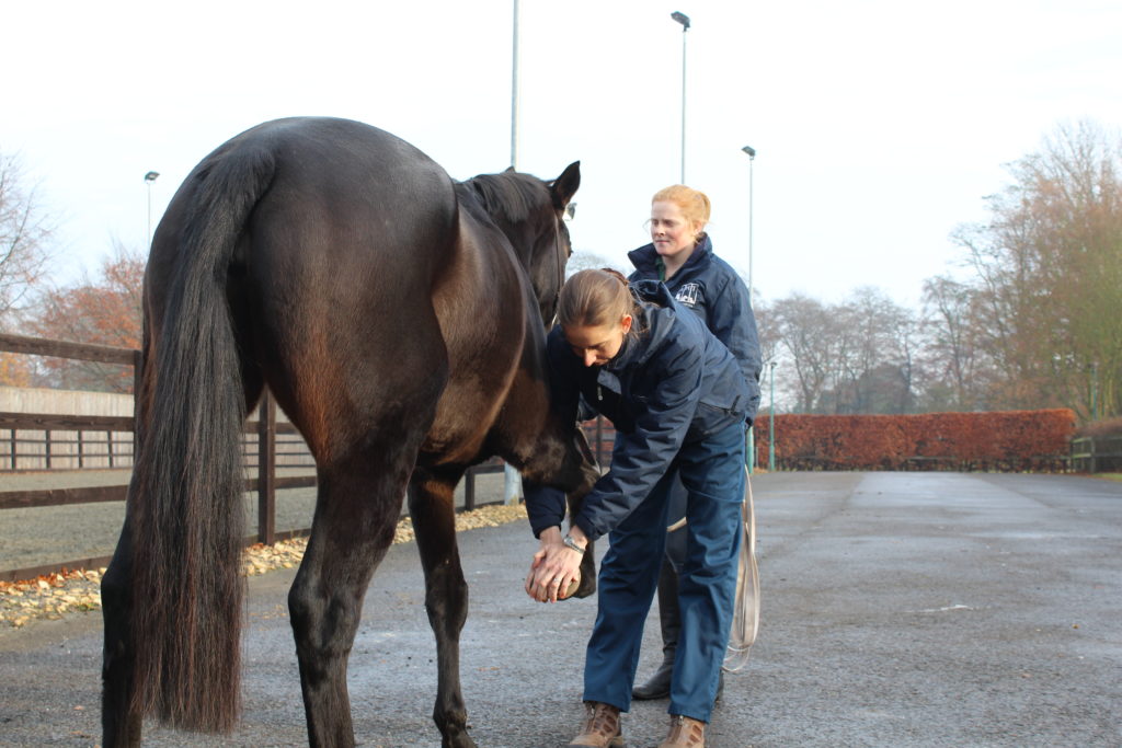 A vet performing a flexion test on a horse to check for lameness