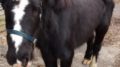 Foal Blackjack - RSPCA is investigating how horse came to be in bad way