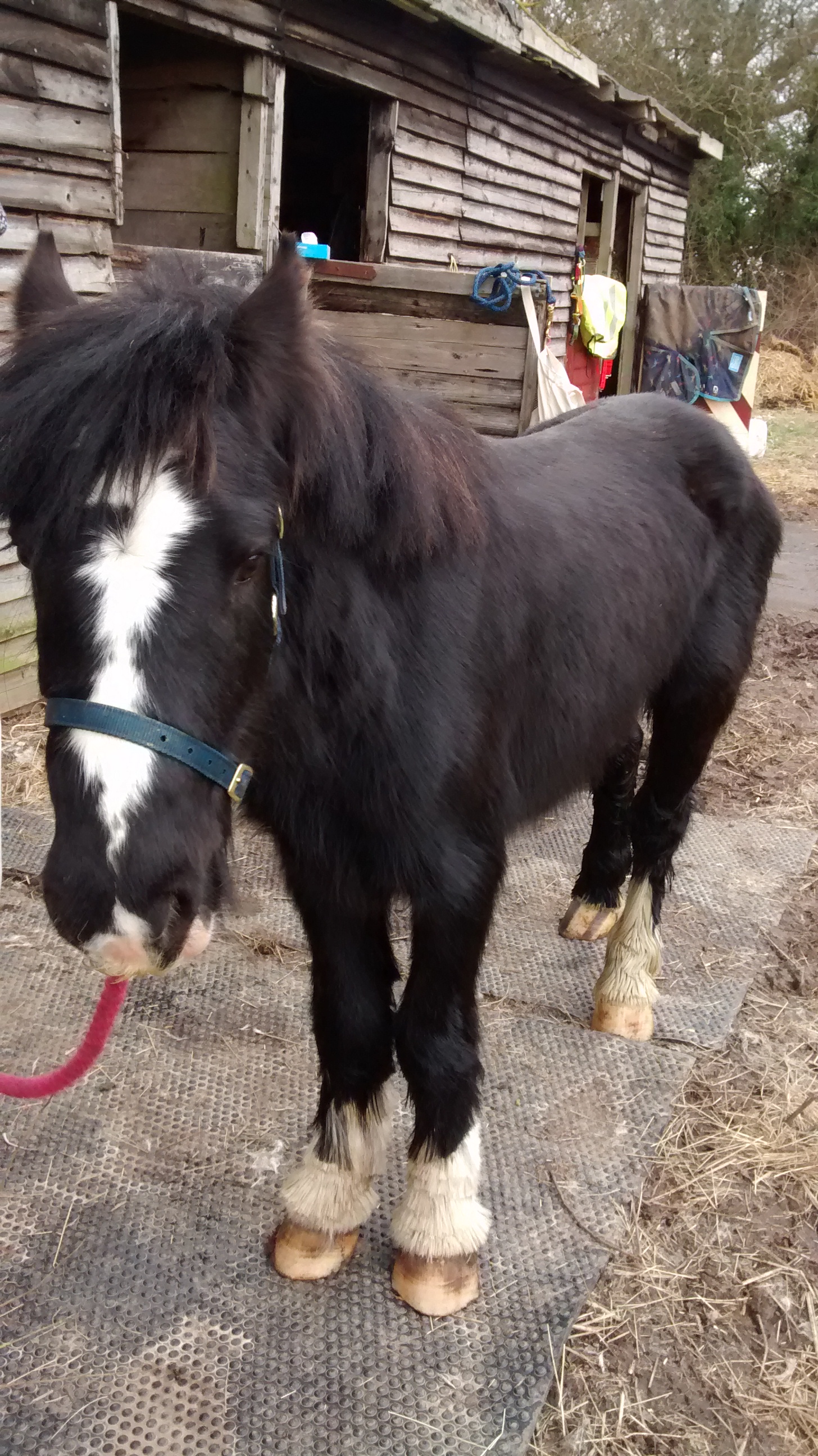 Foal Blackjack - RSPCA is investigating how horse came to be in bad way