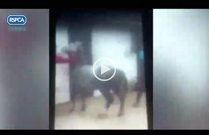 pony cruelty video