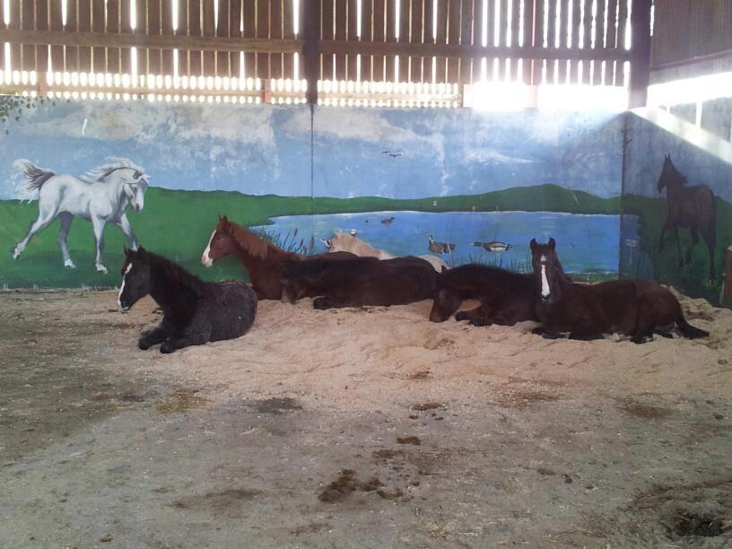 Stable - Youngsters relax in group housing barn