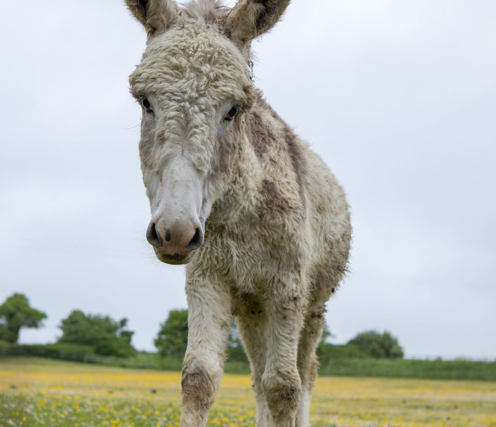 Delilah, the Donkey, in World Horse Welfare's care