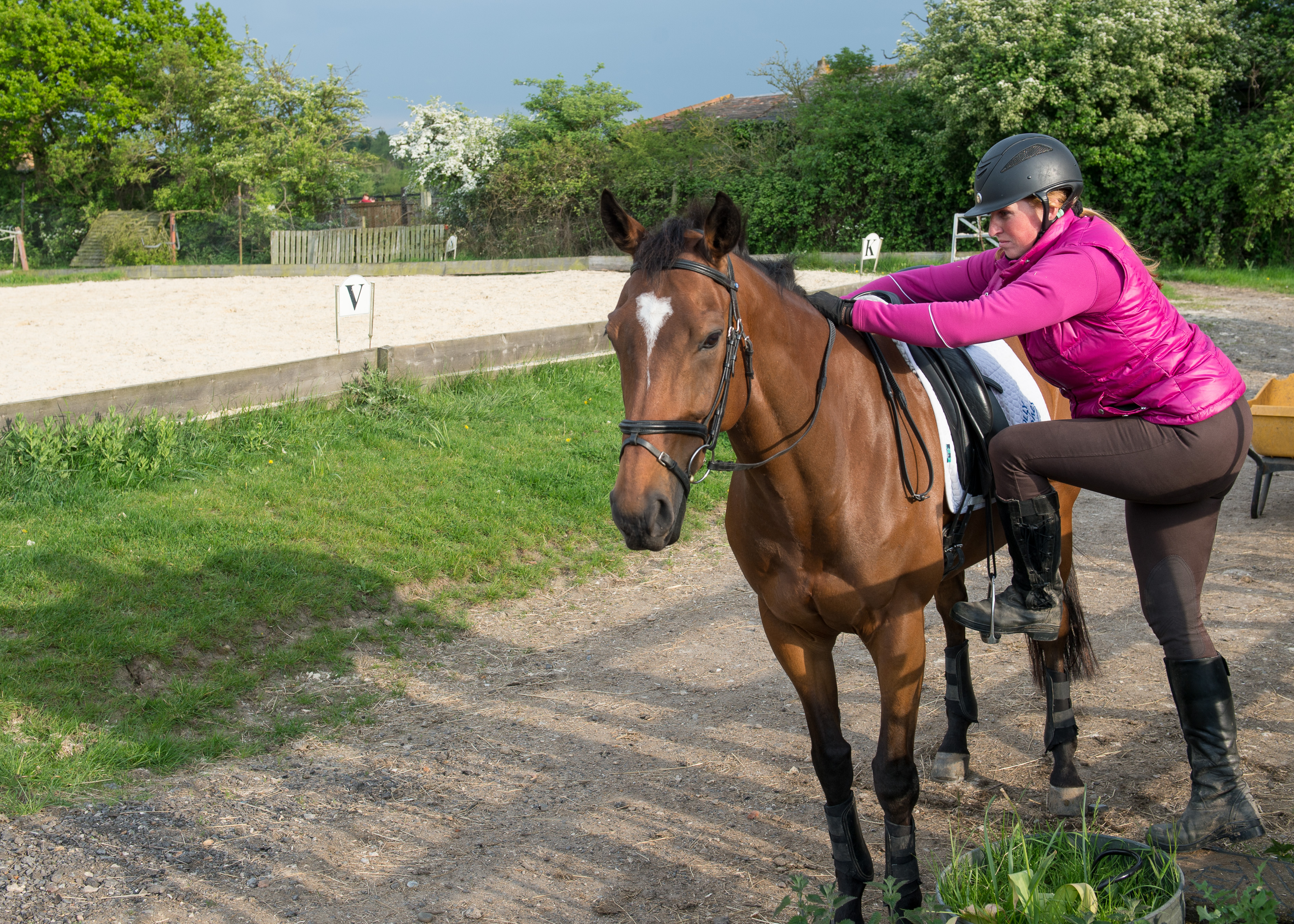 Mounting an ex-racehorse requires training to stand still