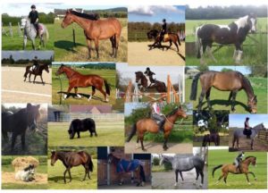 Just some of the horses rehomed via RMH