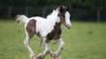 Blue cross foals