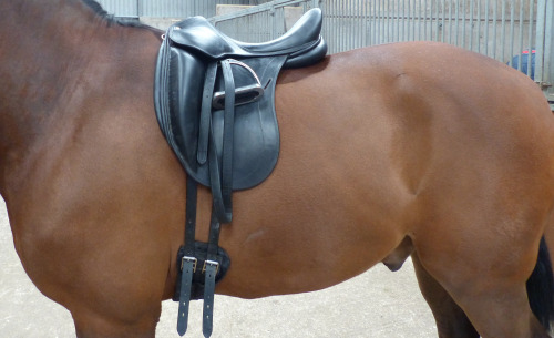 Image of a dressage saddle from the near side held on with a dressage girth.
