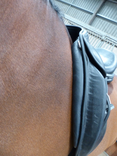 A dressage saddle fitted on the horse from the side showing the panelling lying smoothly across the shoulder area