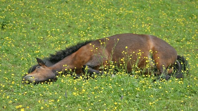 A colicing horse will need immediate veterinary attention