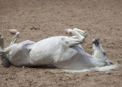 types of colic in horses
