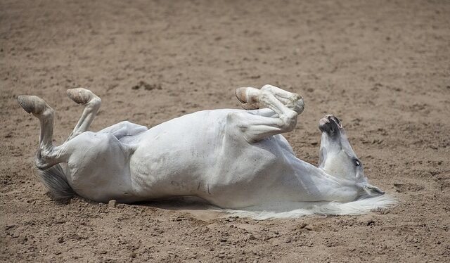types of colic in horses