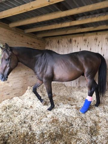 Funds needed for horse who suffered injury protecting a foal from an attack
