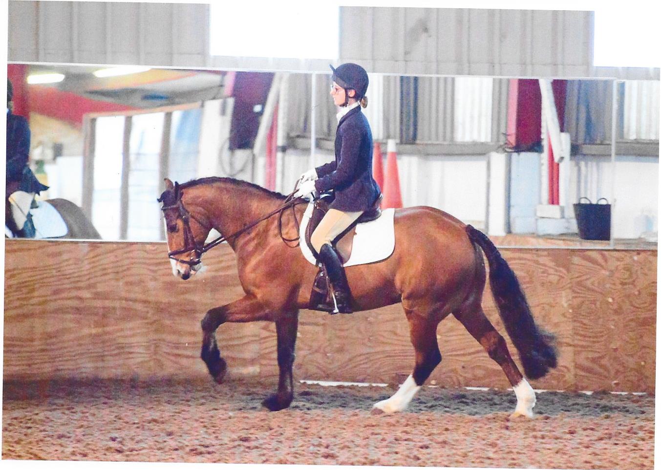 Roley and Amy competing in March 2017 a horse affected by Polysaccharide Storage Myopathy