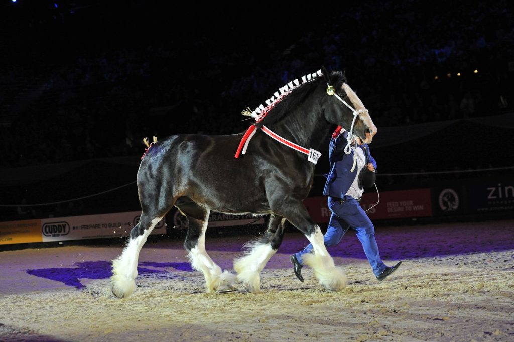 Horse of the year show Worcestershire based Field Equine Vets will be co-sponsor of the Shire Horse of the Year Championship