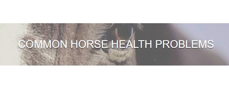 Common horse health problems everything horse