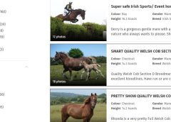 sell my horse online with Everything Horse
