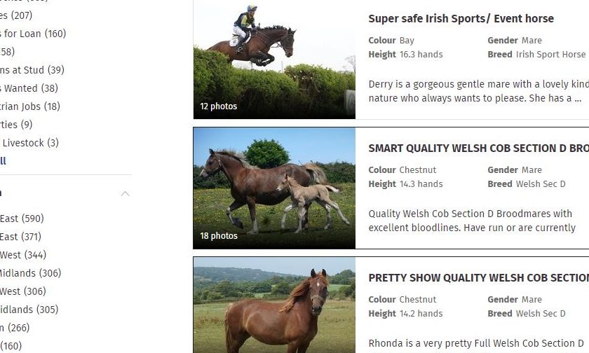 sell my horse online with Everything Horse