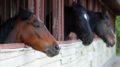 Equine Vaccinations - Is You Horse Fully Protected