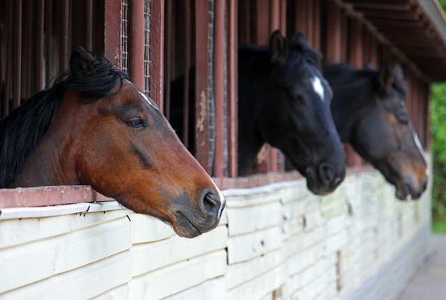 Equine Vaccinations - Is You Horse Fully Protected