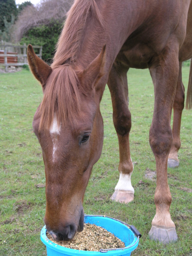 Why feed chaff to a horse?