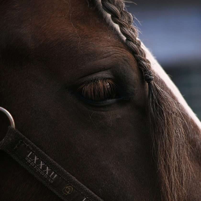 horses eye, 10 things you must do now you're a horse owner.