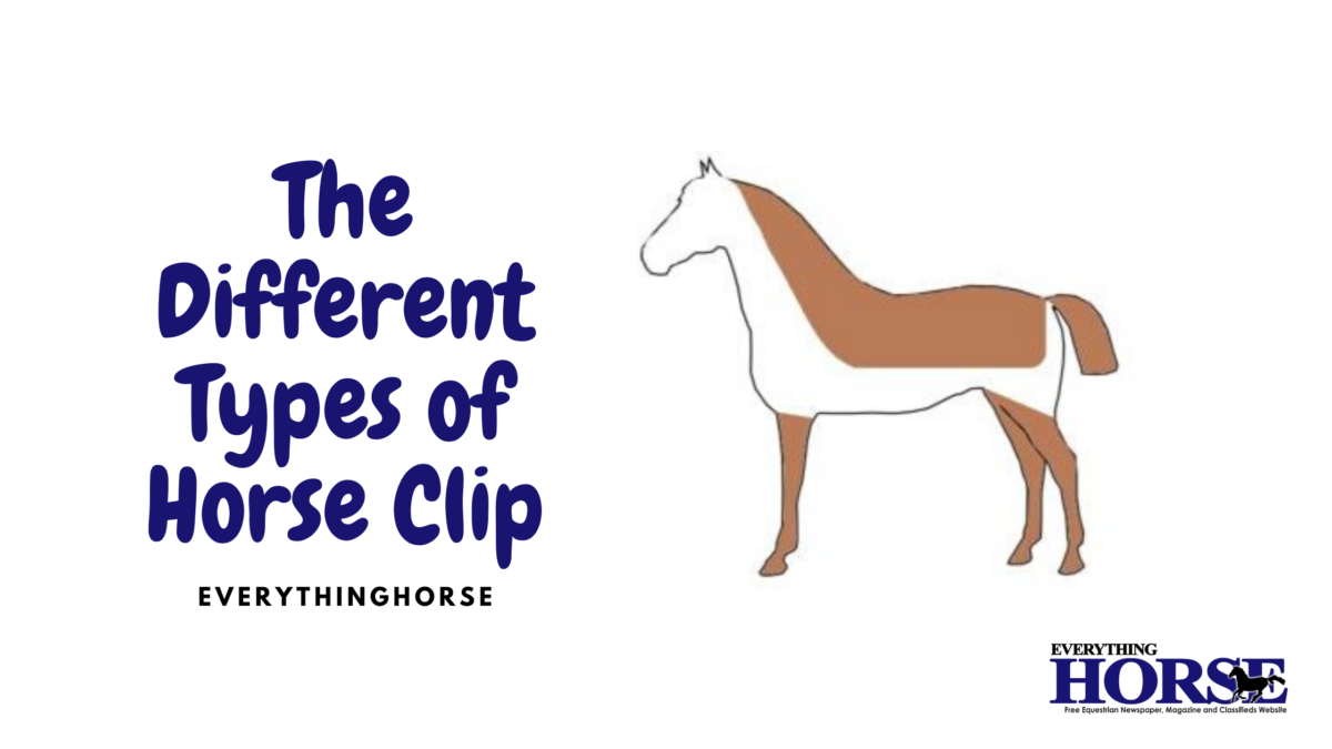 The Different Types of Horse Clip