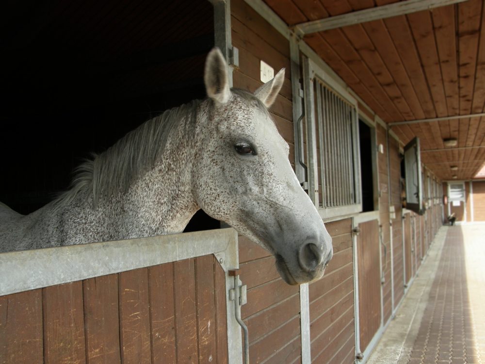 Reducing Inflammatory Airway Disease in Horses