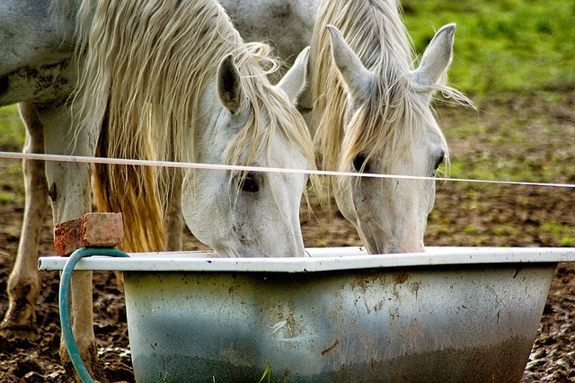 How To Keep A Grey Horse Clean Whilst Turned Out