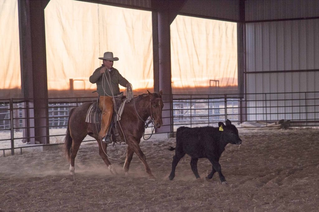 Joe Wolter getting his horse hooked on a cow. Note how horse and calf's feet are in sync