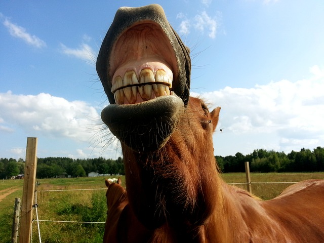 Dental Disease A Significant Problem in UK Horses